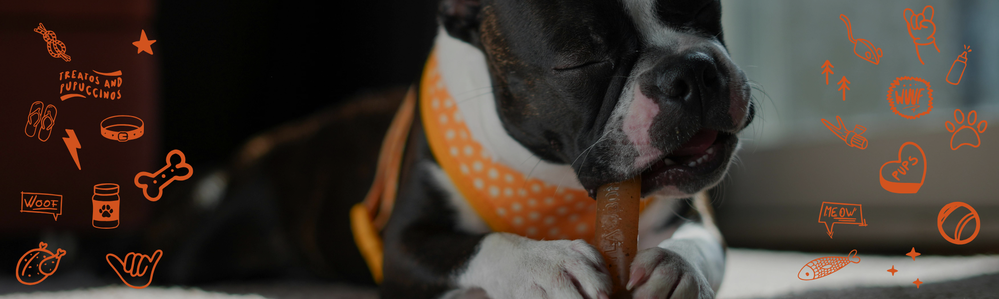Australian dog chewing healthy all-natural Cooee K9 beef jerky treat