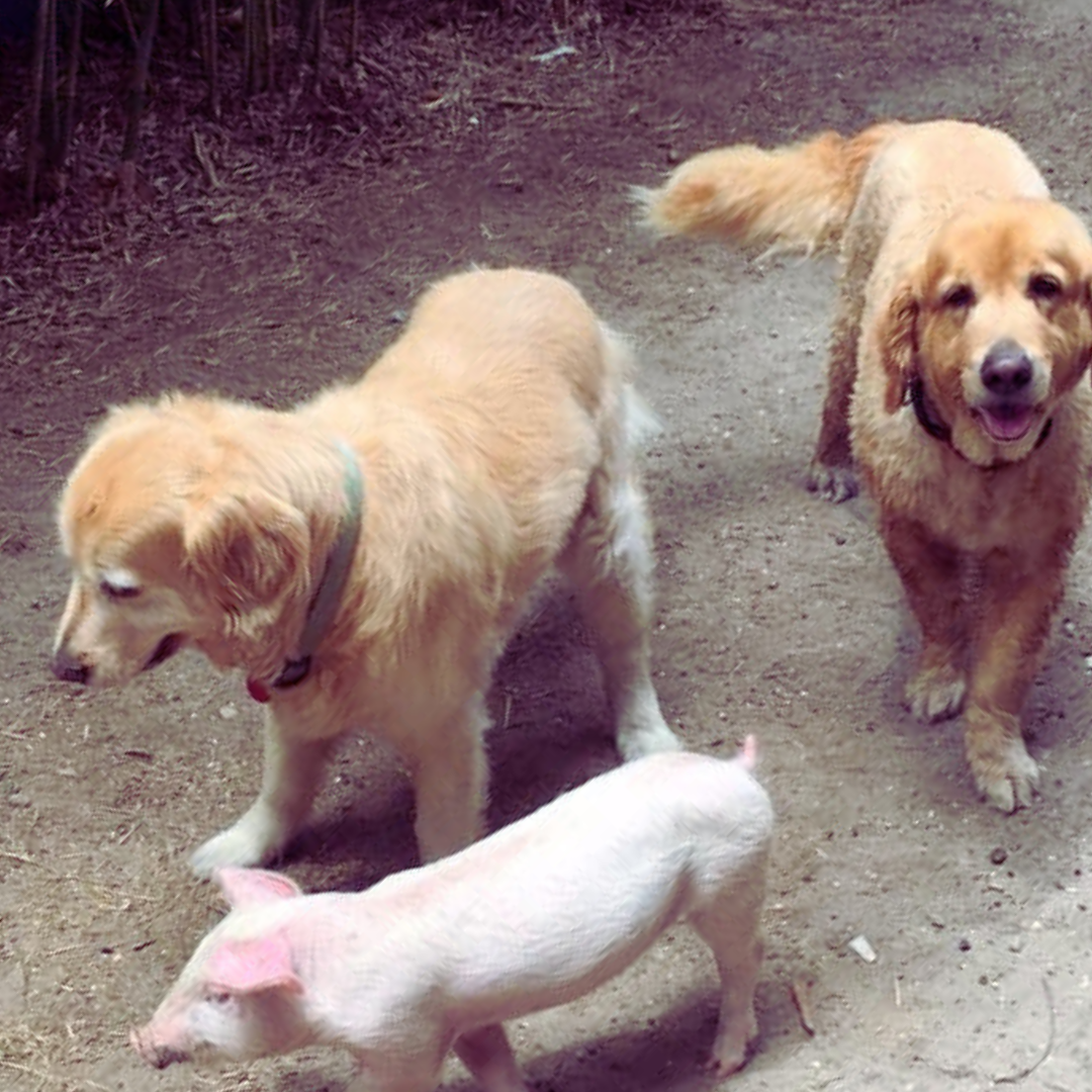 Our Golden Retrievers with Wilma the Pig