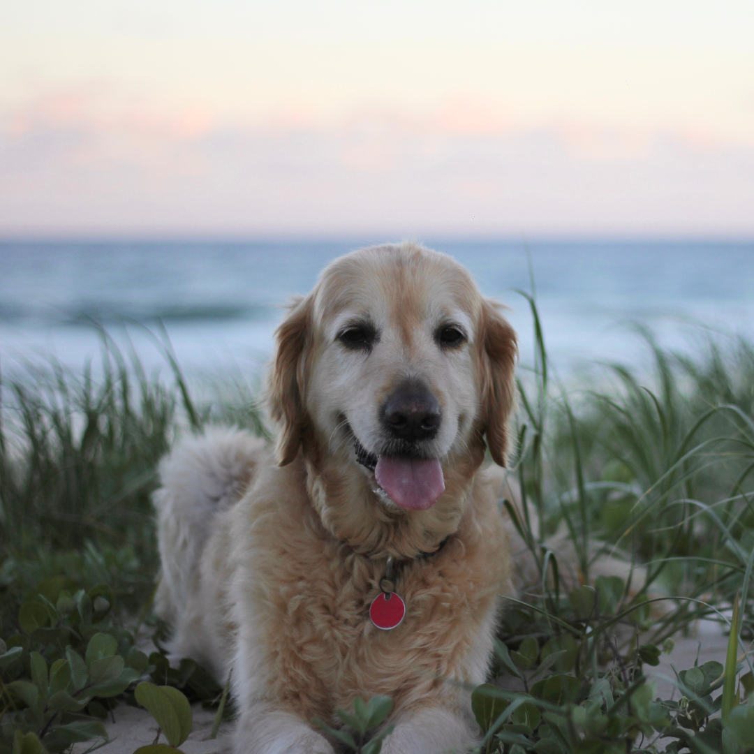 Australian Dog Treats by local family business