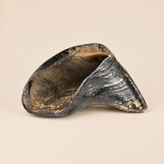 Australian Beef Hoof